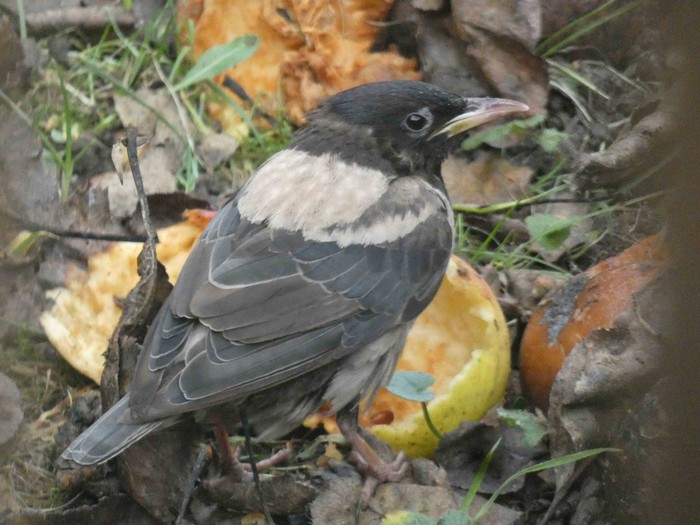 Rose-coloured Starling