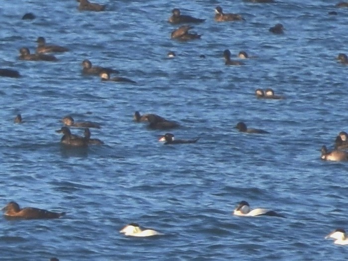 Surf Scoter