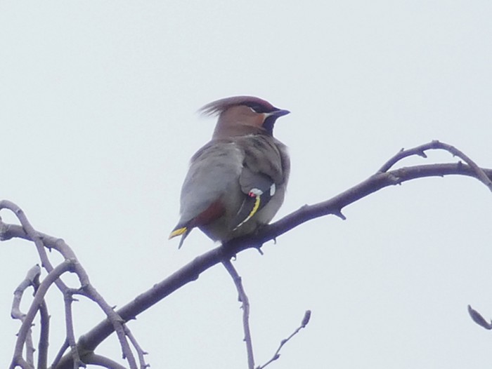 Waxwing