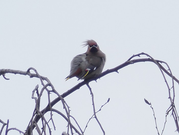Waxwing