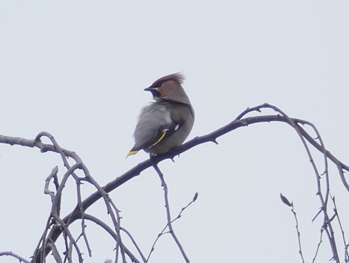 Waxwing