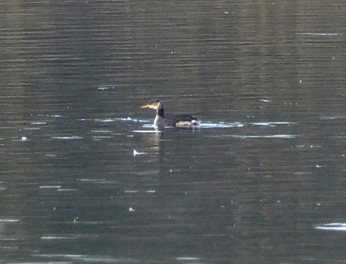 Red-necked Grebe