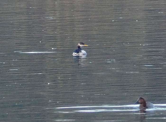 Red-necked Grebe