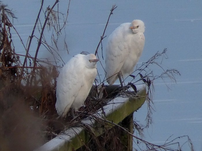 Cattle Egret