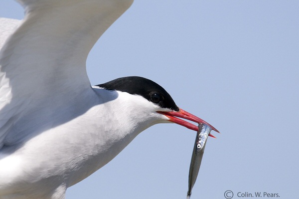 Arctic Tern