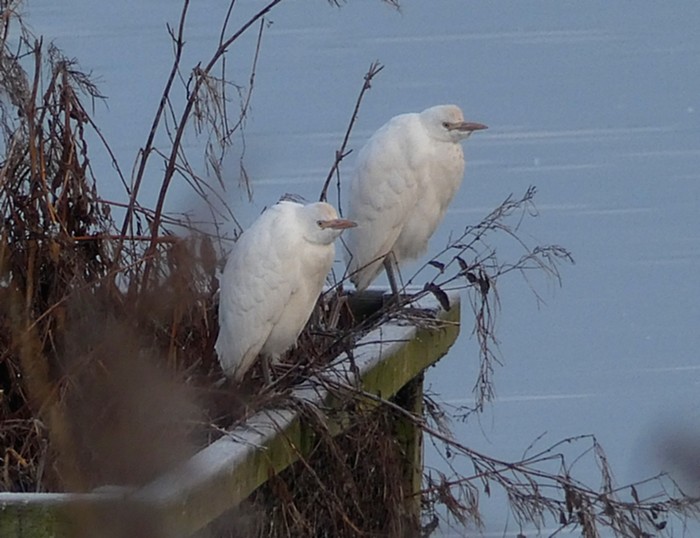 Cattle Egret
