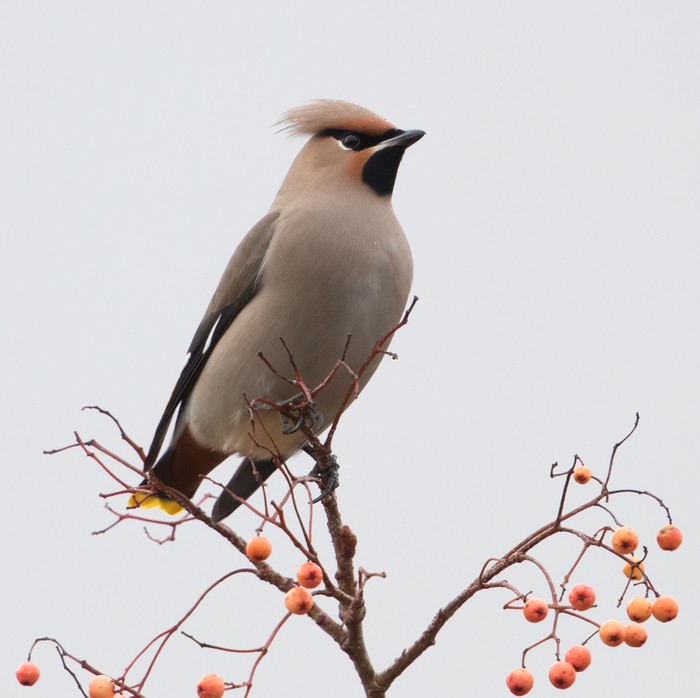 Waxwing