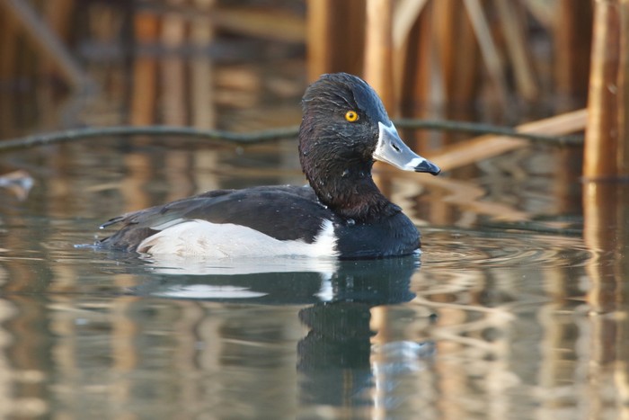 Ring-necked Duck