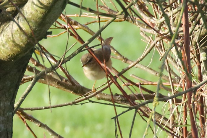 Dusky Warbler
