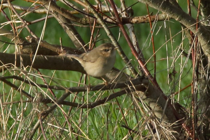 Dusky Warbler
