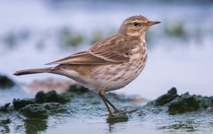 Water Pipit