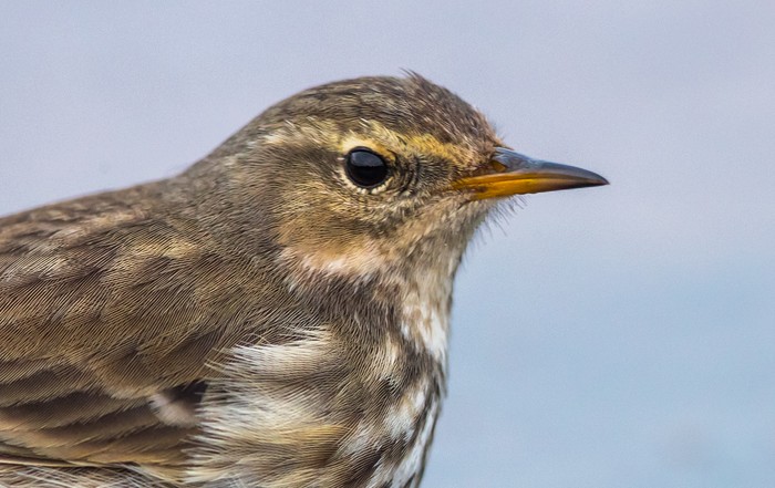 Water Pipit