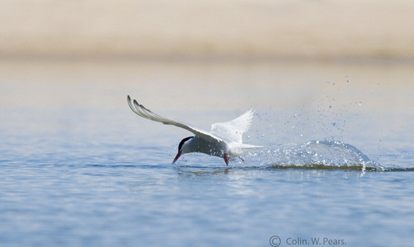 Arctic Tern