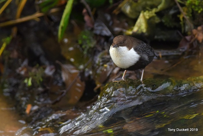 Black-bellied Dipper