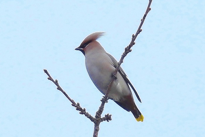 Waxwing