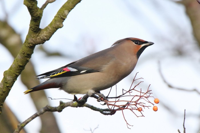 Waxwing