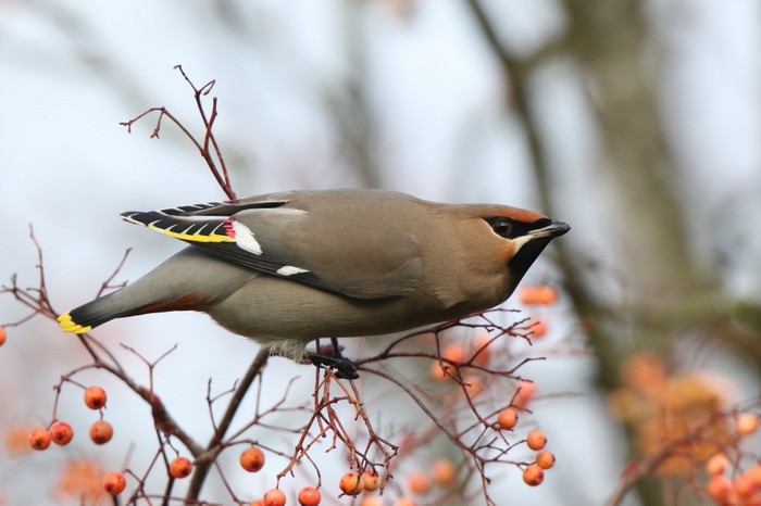 Waxwing