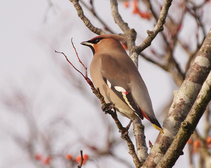 Waxwing