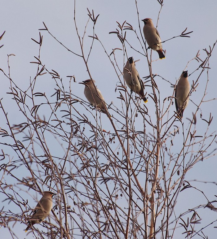 Waxwing
