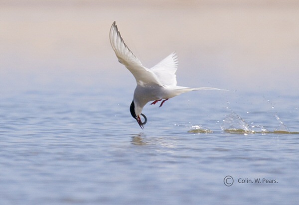 Arctic Tern