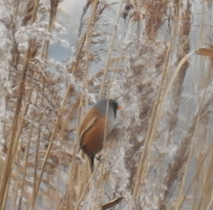 Bearded Tit