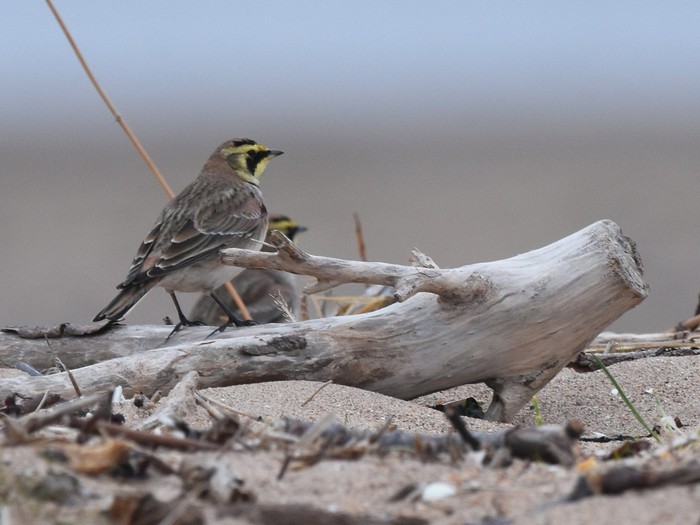 Shorelark
