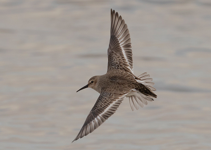 Dunlin