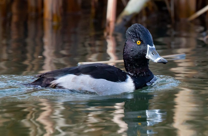 Ring-necked Duck