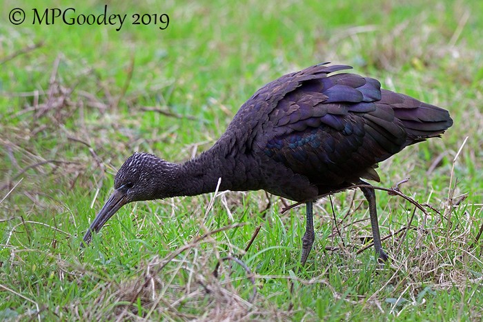 Glossy Ibis