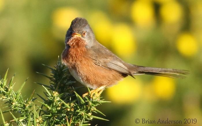 Dartford Warbler