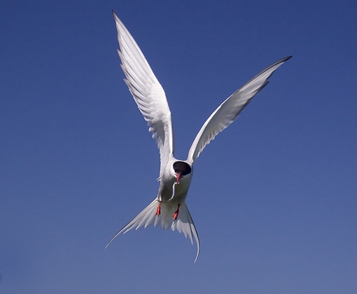 Arctic Tern