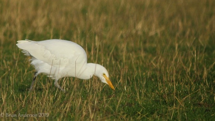 Cattle Egret