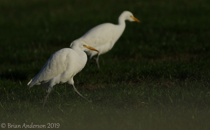 Cattle Egret