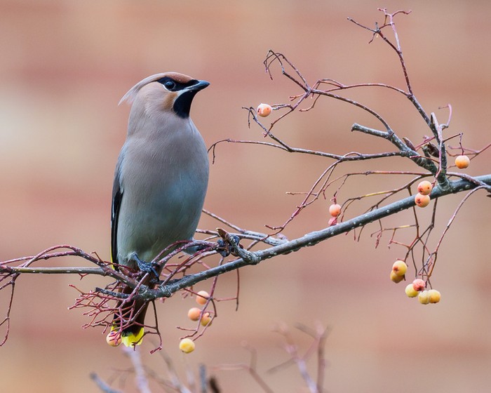 Waxwing