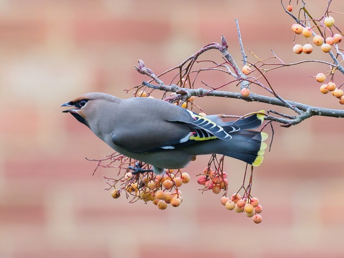 Waxwing