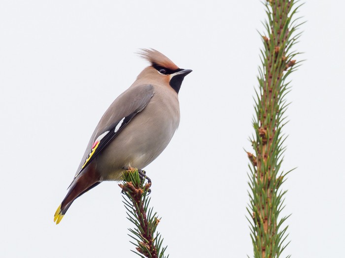 Waxwing