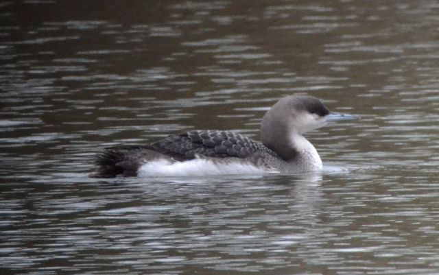 Black-throated Diver
