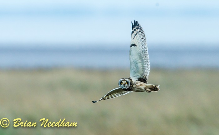 Short-eared Owl