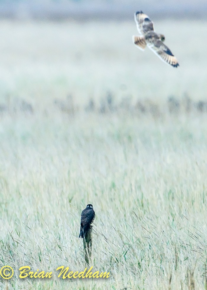 Merlin