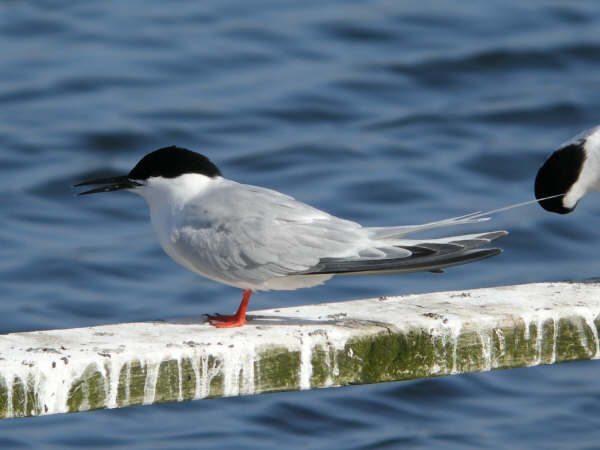 Roseate Tern