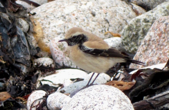 Desert Wheatear