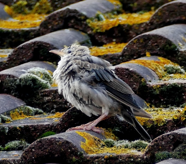 Rose-coloured Starling