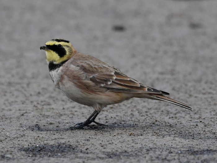 Shorelark