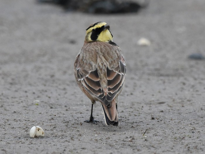 Shorelark