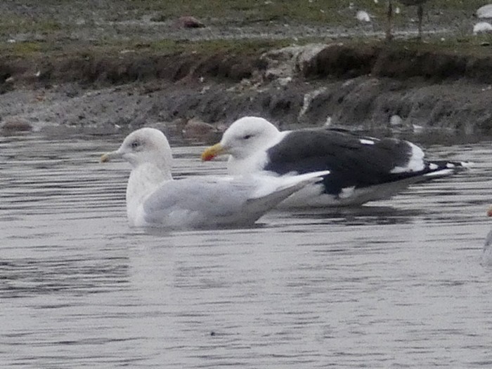 Iceland Gull