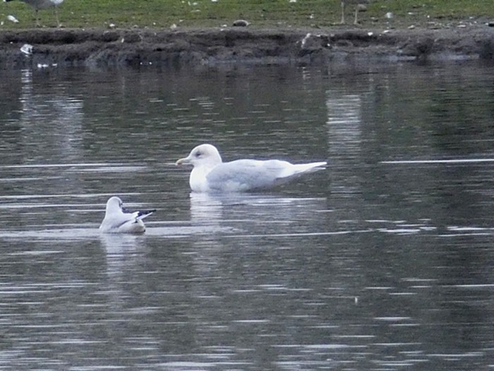 Iceland Gull