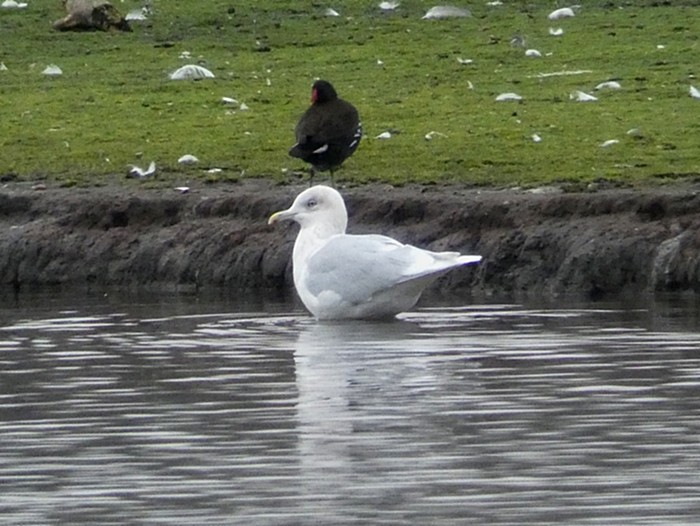 Iceland Gull