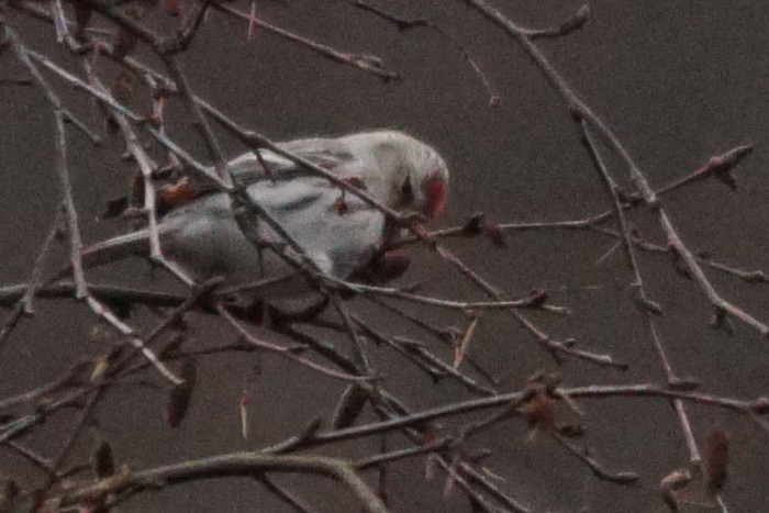 Coues's Arctic Redpoll