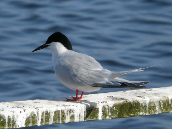 Roseate Tern