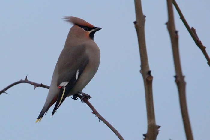 Waxwing